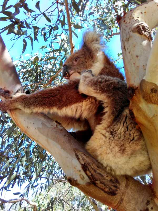 九游体育网页版-关于澳大利亚篮球联赛：凯恩斯豹队客场惊险获胜的信息